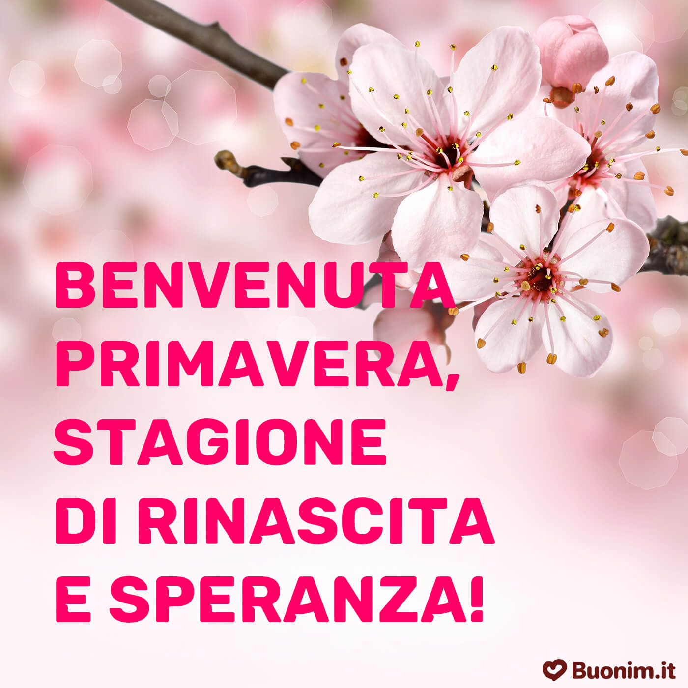 Immagini per il primo giorno di primavera da inviare con gioia Immagini per il primo giorno di primavera da inviare con gioia