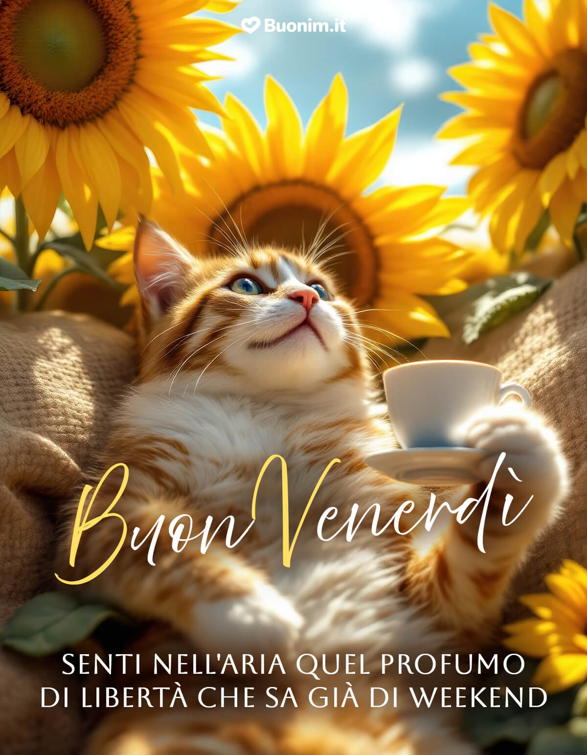 Nuovissimo Set di immagini di buongiorno e buon venerdì Sole, girasoli e un gattino portano allegria. Un nuovissimo modo per mandare un sorriso e iniziare leggeri, già con il profumo di weekend.